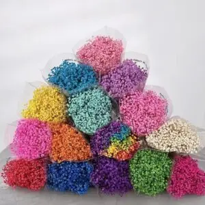 Fleurs séchées Gypsophile